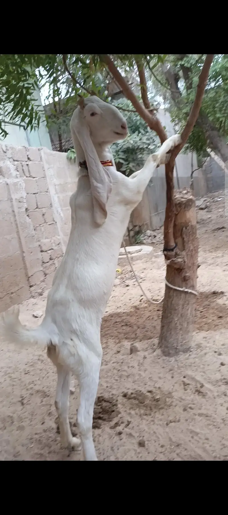 Gulabi bakri for sale. — photo 3
