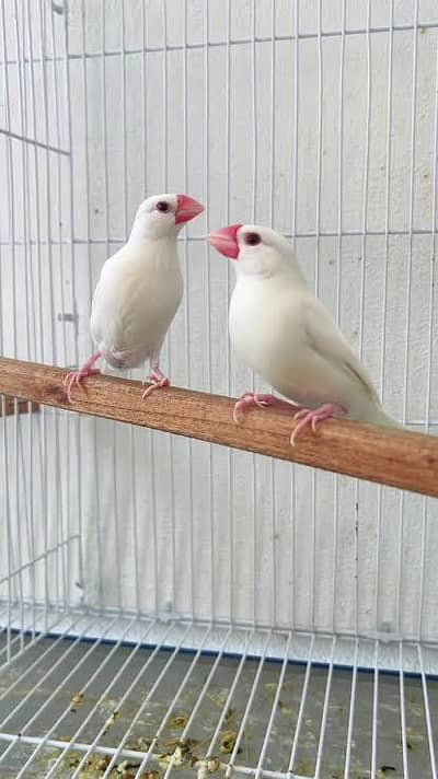 Fawn java breeder pairs for sale