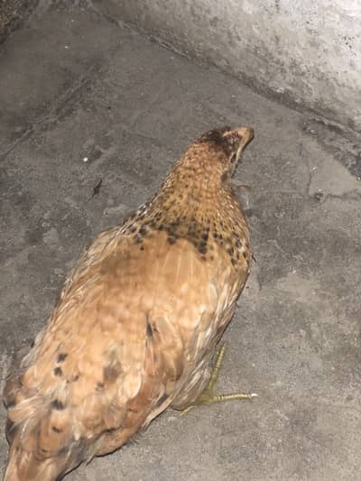 Golden misri hens