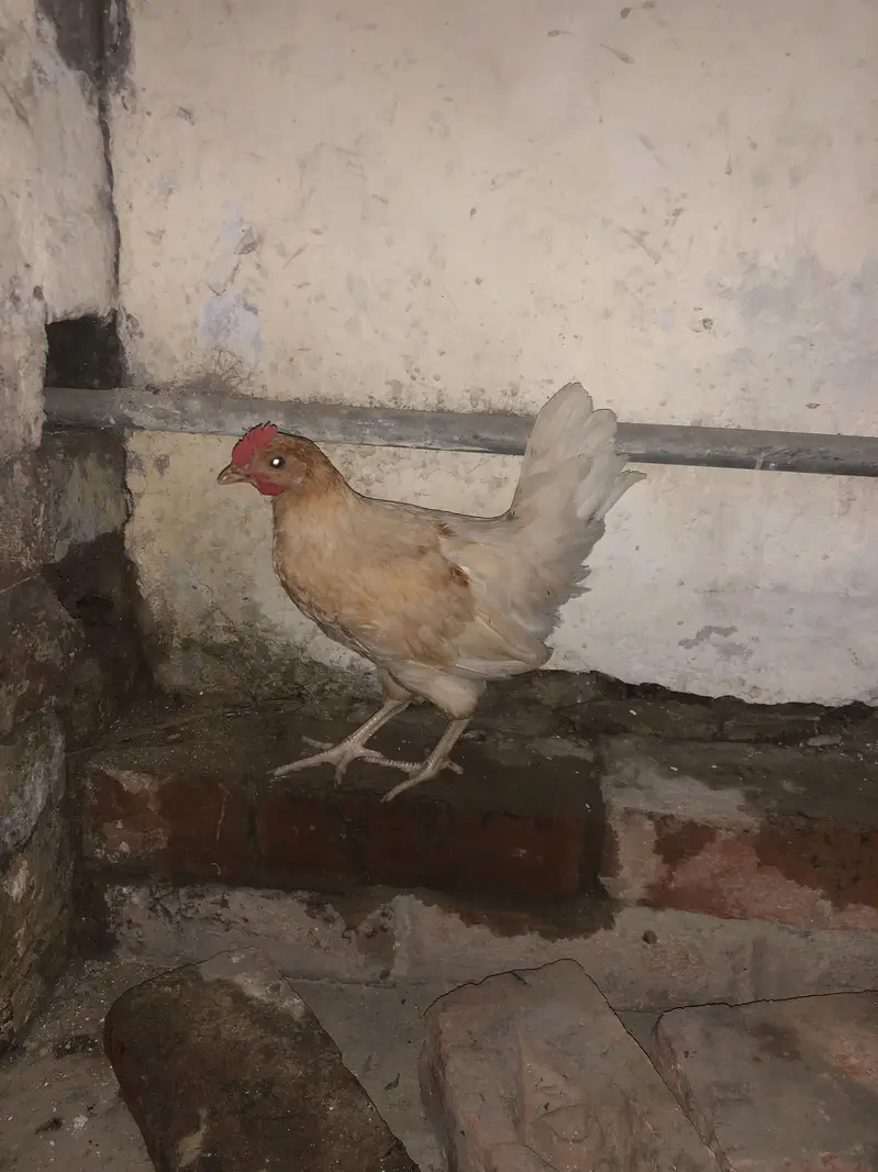 Golden misri hens — photo 2