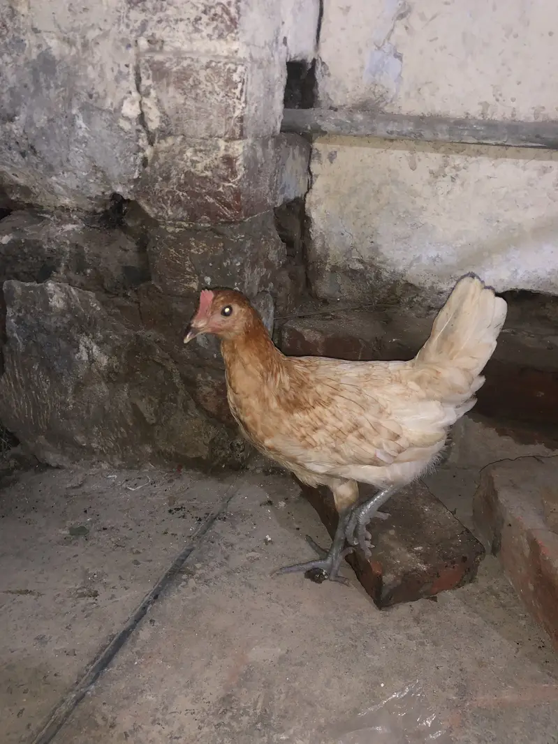 Golden misri hens — photo 3