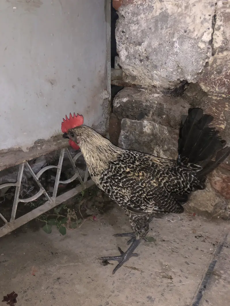Golden misri hens — photo 4