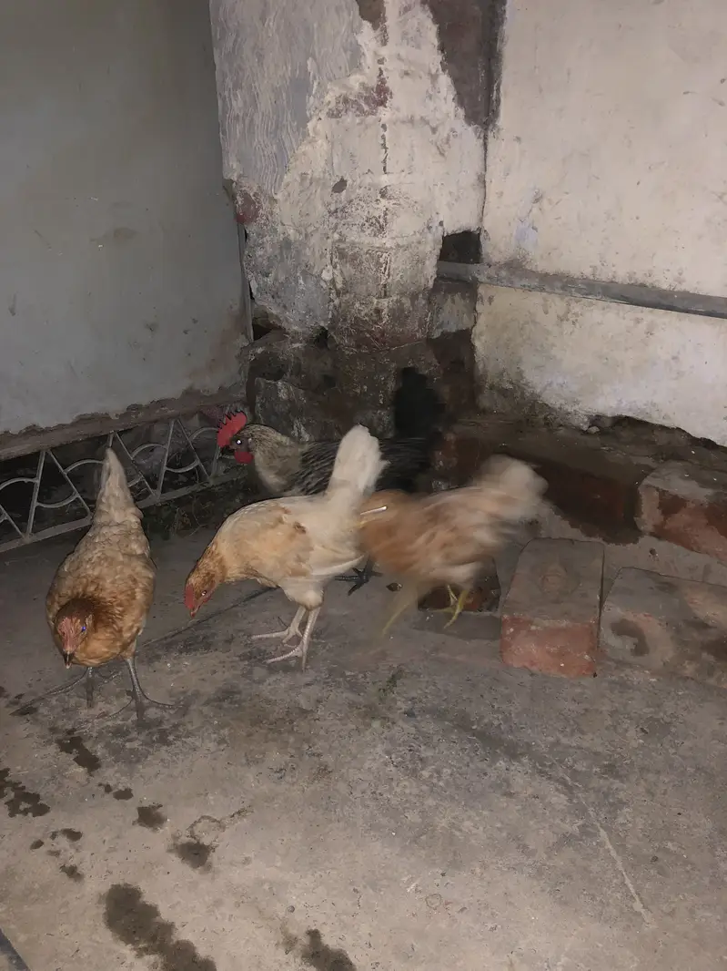 Golden misri hens — photo 5