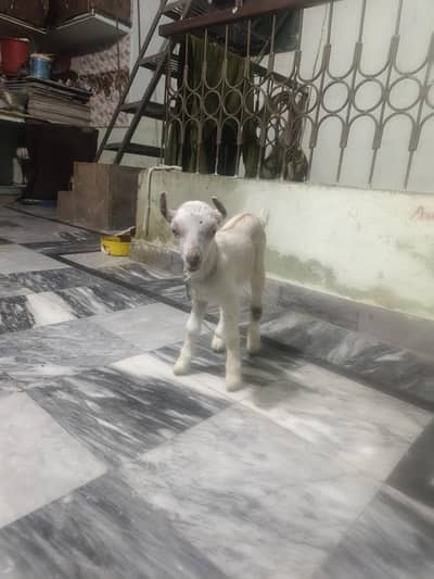 teddy or gullabi