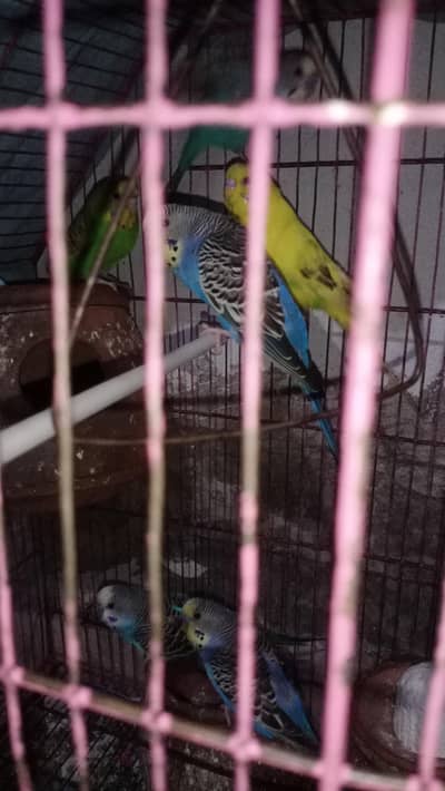budgerigar birds