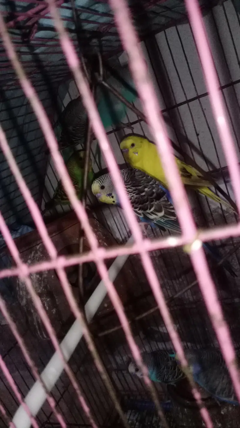 budgerigar birds — photo 2