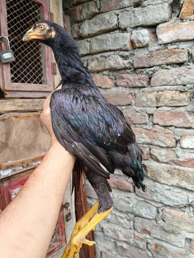 LASANI BREED LASANI MUSHKI BREED.