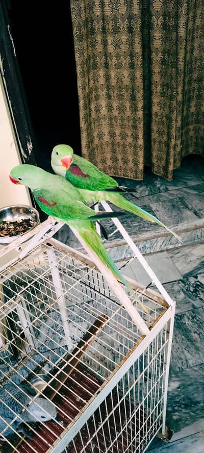 raw parrot jumbo size chicks