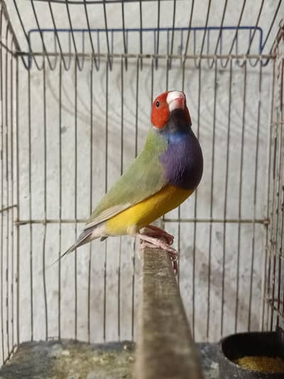 goldian Finch blue split male lutino female