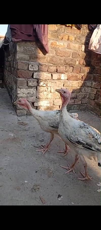 Turkey birds