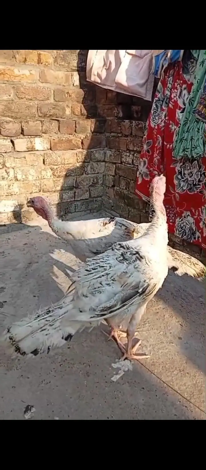 Turkey birds — photo 2