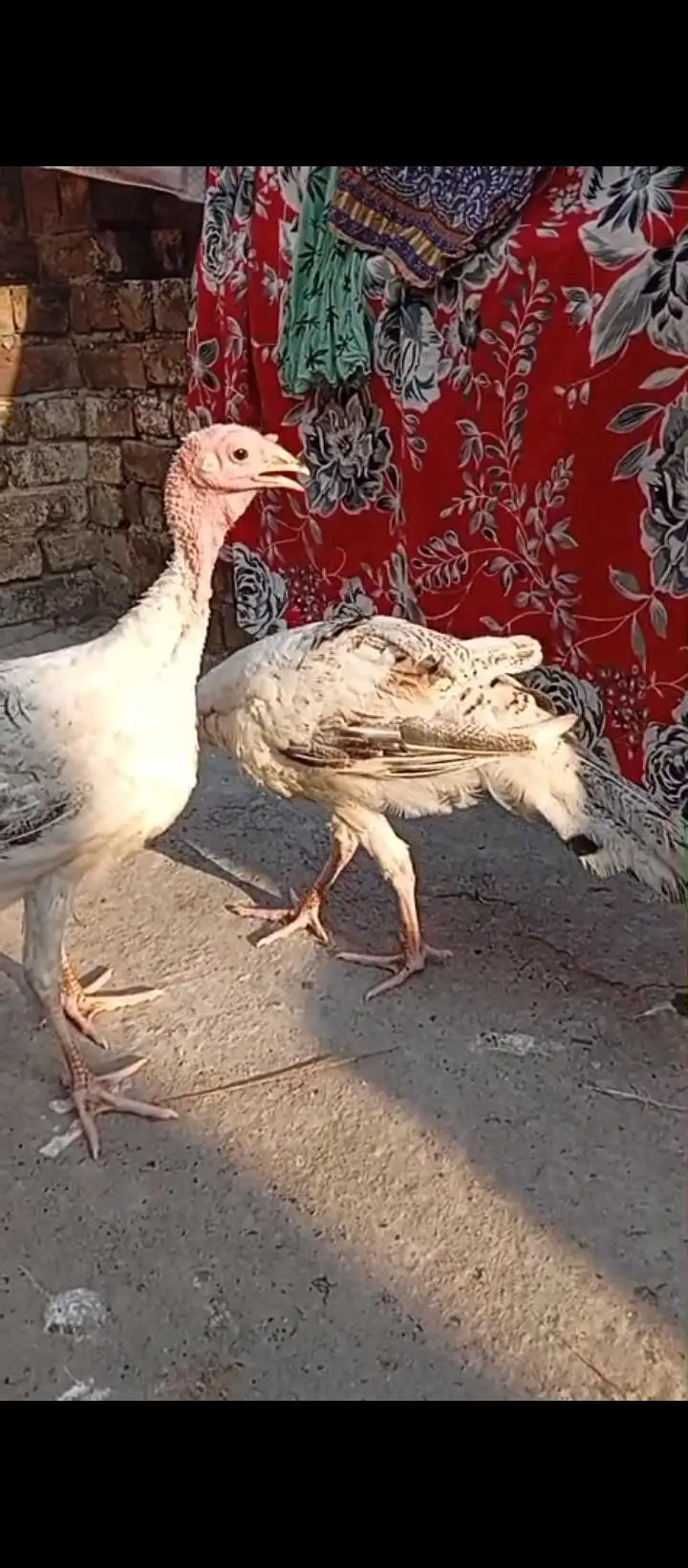 Turkey birds — photo 3