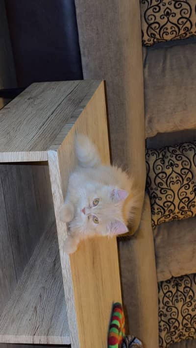 Persian kitten for sale