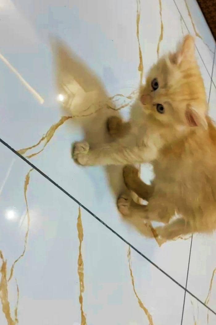 Persian 2