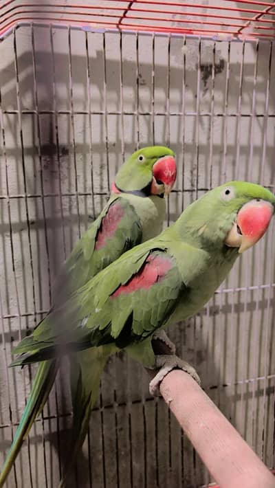 Alexander Raw Parrot Pair