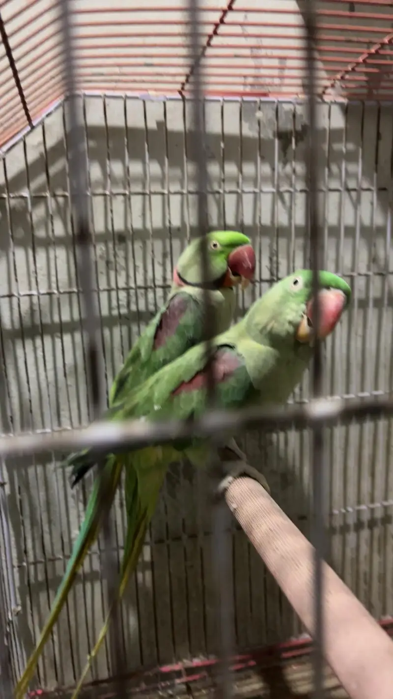 Alexander Raw Parrot Pair — photo 2