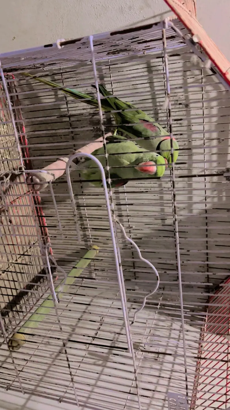 Alexander Raw Parrot Pair — photo 3