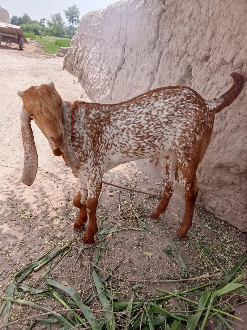 desi Bakra for Sale Mashallah — photo 3
