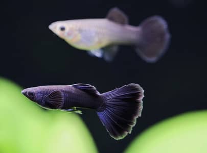 BLACK MOSCOW GUPPY (Imported)