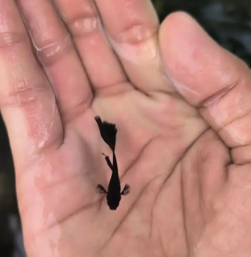 BLACK MOSCOW GUPPY (Imported) — photo 2