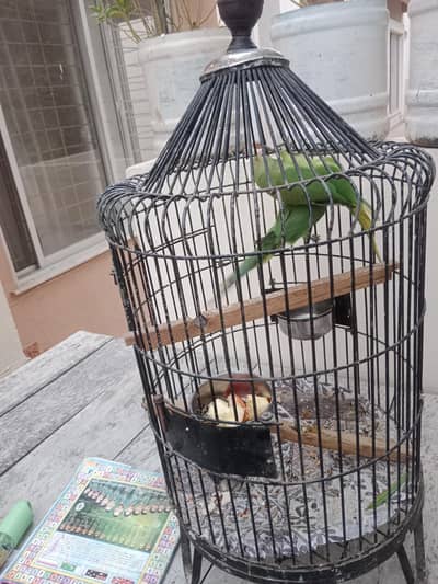 Green Parrots – Healthy & Active Pair. with cage