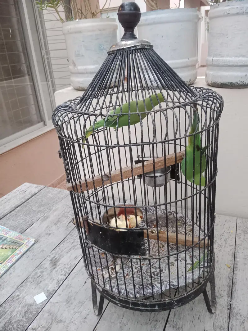 Green Parrots – Healthy & Active Pair. with cage — photo 2