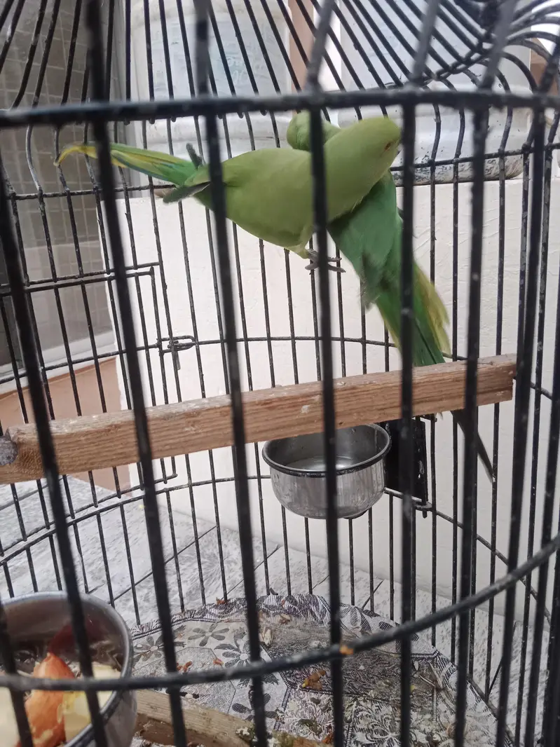 Green Parrots – Healthy & Active Pair. with cage — photo 3