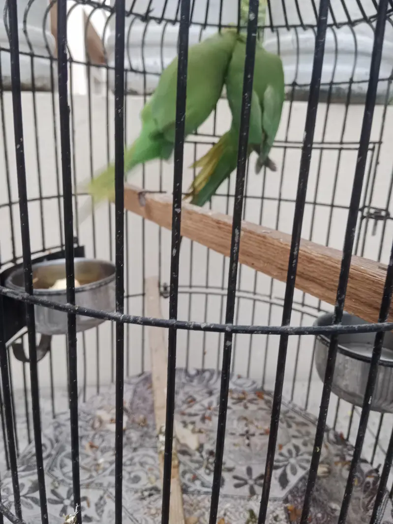 Green Parrots – Healthy & Active Pair. with cage — photo 4