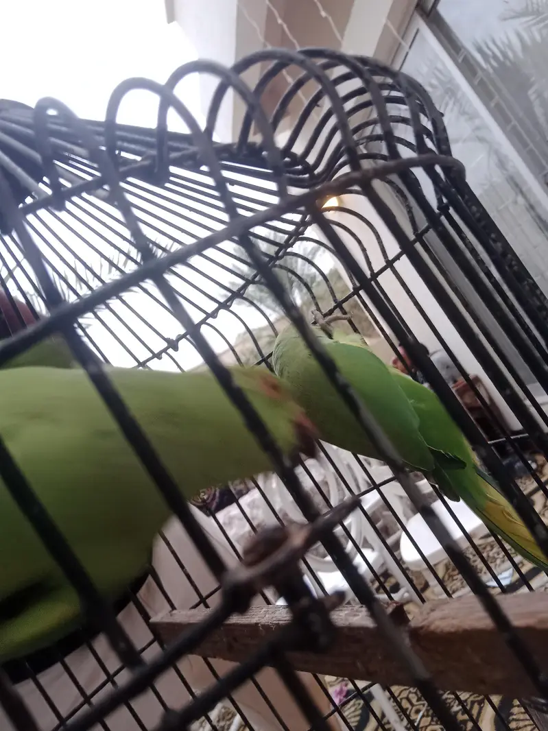 Green Parrots – Healthy & Active Pair. with cage — photo 5
