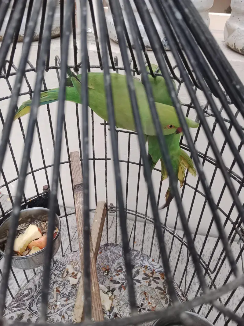 Green Parrots – Healthy & Active Pair. with cage — photo 6