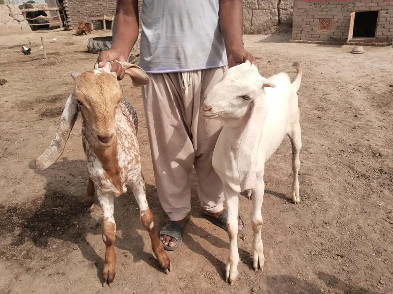 desi Bakra for Sale — photo 3