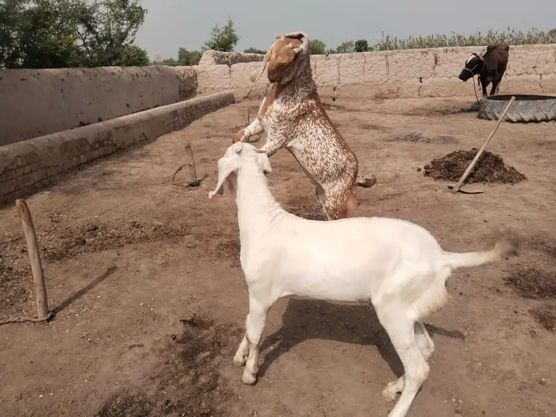 desi Bakra for Sale — photo 4