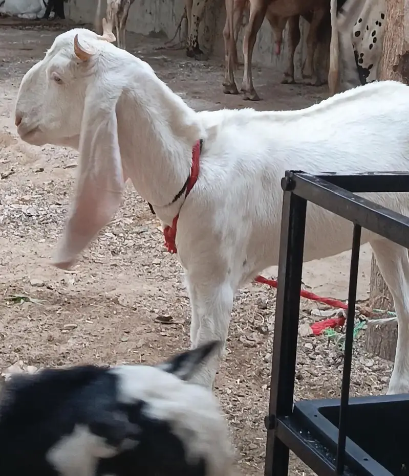 Gulabi bakri for sale. — photo 4