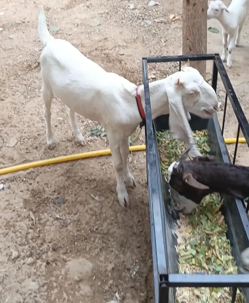 Gulabi bakri for sale. — photo 5