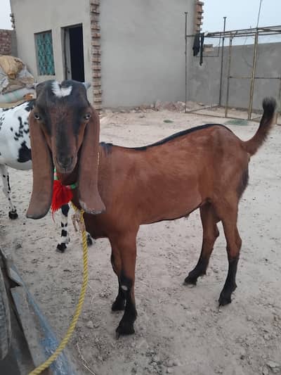 Bakra address dera pathana wala post office mirza virkan skp