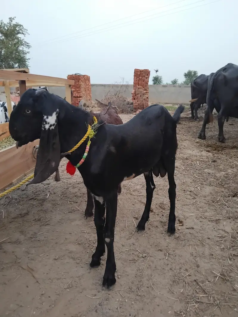 Bakra address dera pathana wala post office mirza virkan skp — photo 2