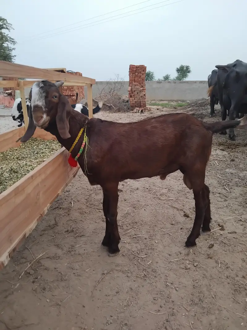 Bakra address dera pathana wala post office mirza virkan skp — photo 3
