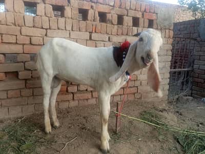 Urgent for sale goats (kheera bakra)