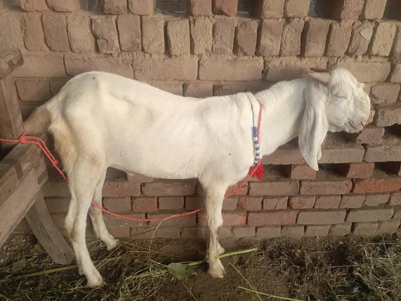 Urgent for sale goats (kheera bakra) — photo 2