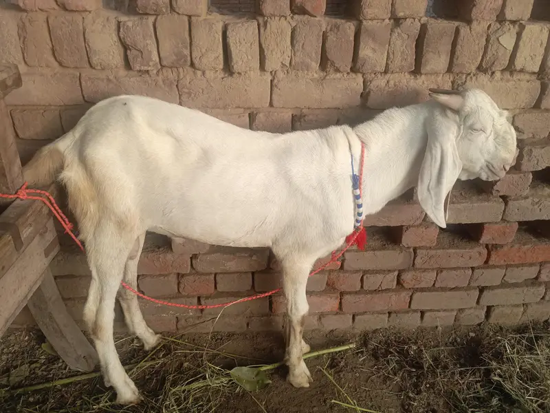 Urgent for sale goats (kheera bakra) — photo 3
