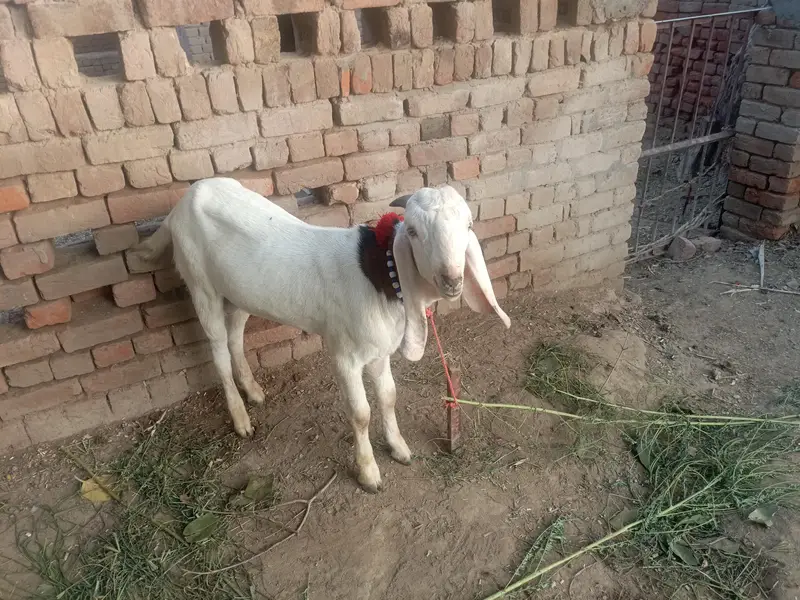 Urgent for sale goats (kheera bakra) — photo 4