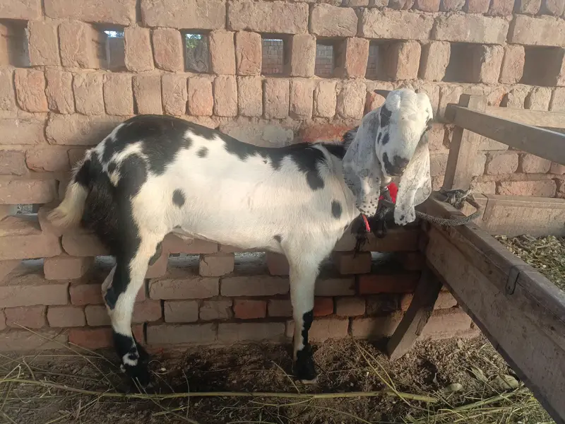 Urgent for sale goats (kheera bakra) — photo 5