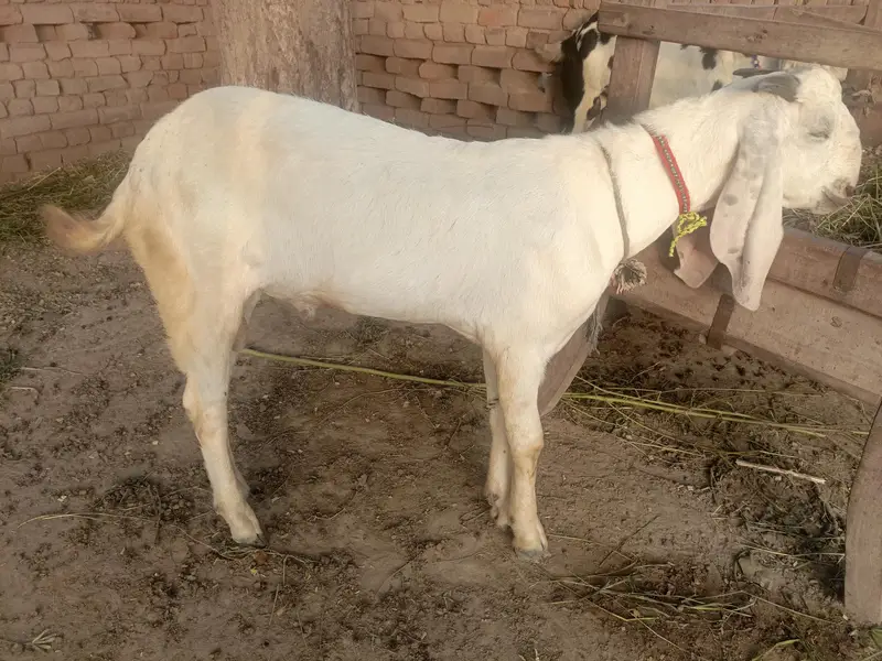 Urgent for sale goats (kheera bakra) — photo 6