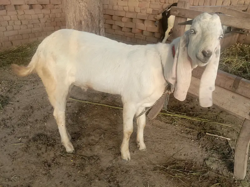 Urgent for sale goats (kheera bakra) — photo 7