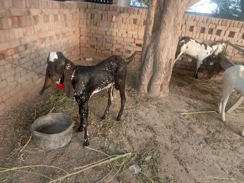 Urgent for sale goats (kheera bakra) — photo 8
