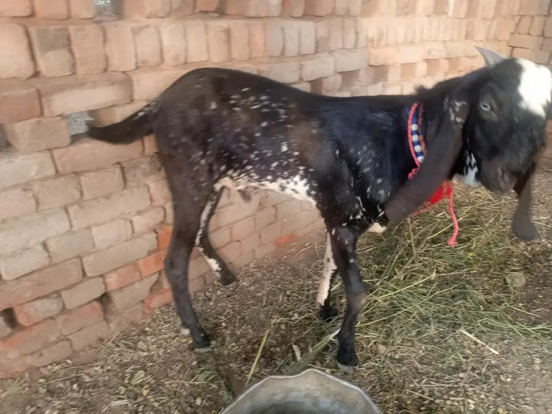 Urgent for sale goats (kheera bakra) — photo 9