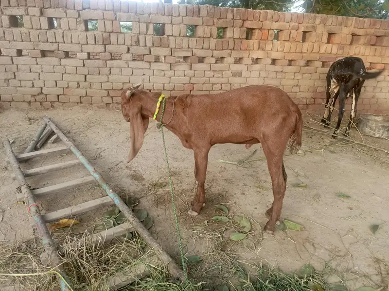Urgent for sale goats (kheera bakra) — photo 10