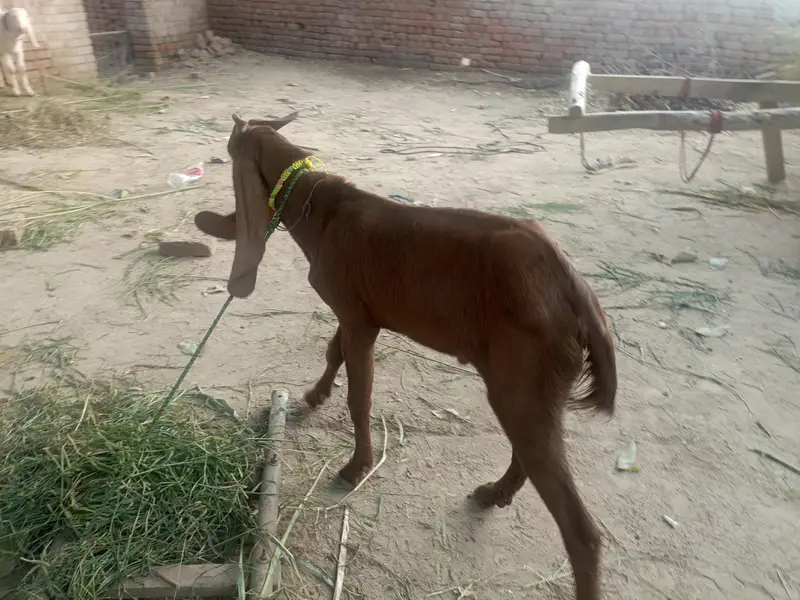 Urgent for sale goats (kheera bakra) — photo 11