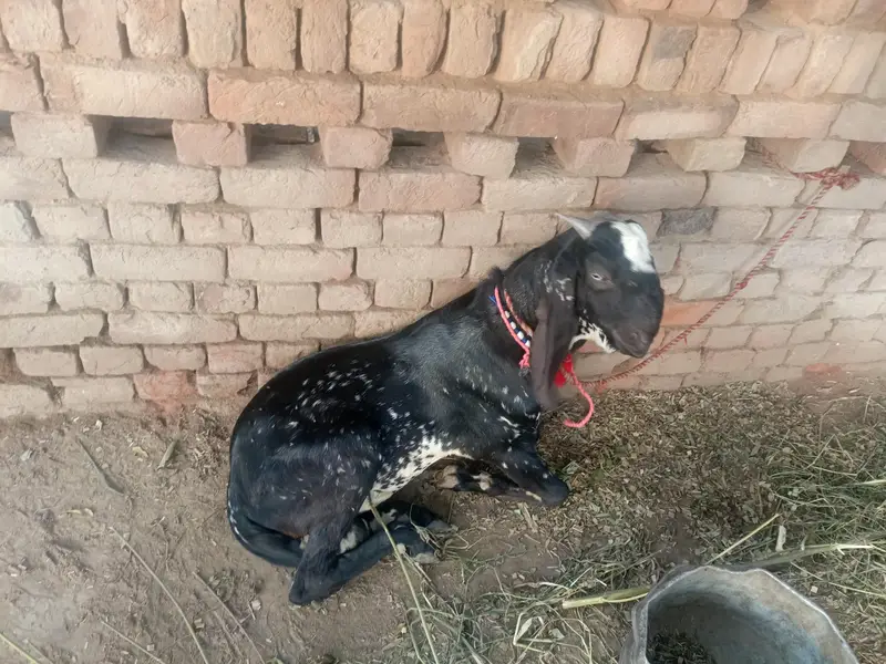 Urgent for sale goats (kheera bakra) — photo 12