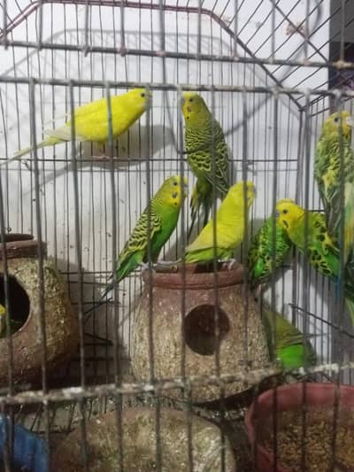 Australian Parrots for Sale